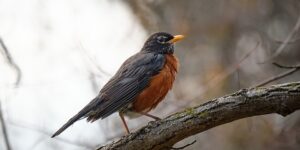 Ornitología - Foto de pájaro pequeño